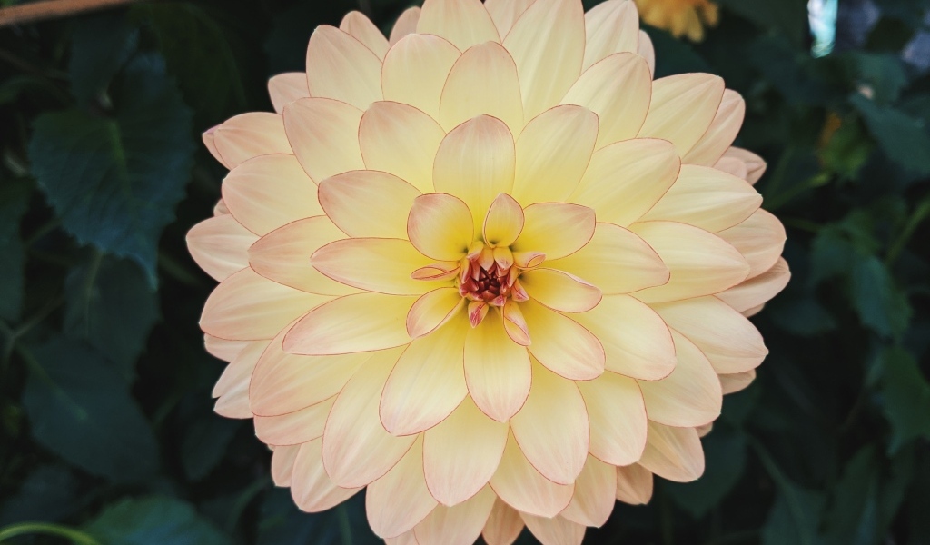 Розовый с желтым цветок пышной георгины