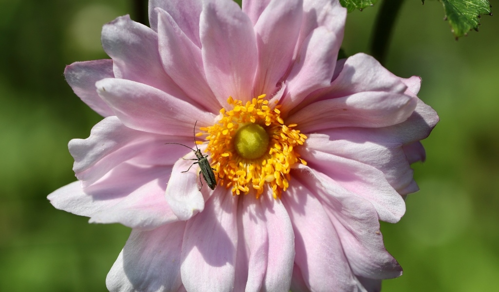 Розовый цветок анемона с жуком