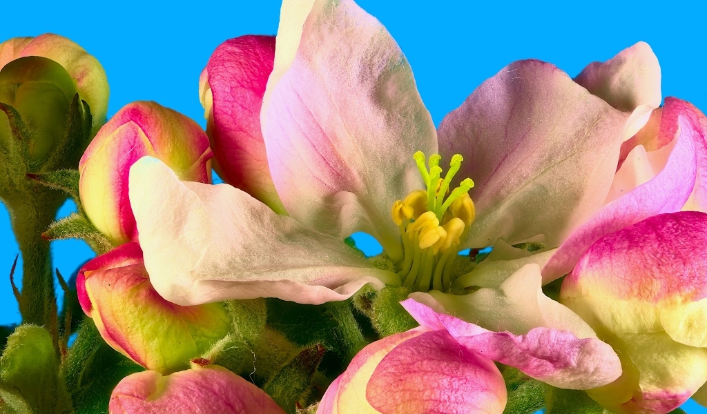 Розовые цветы яблони на ветке на фоне голубого неба