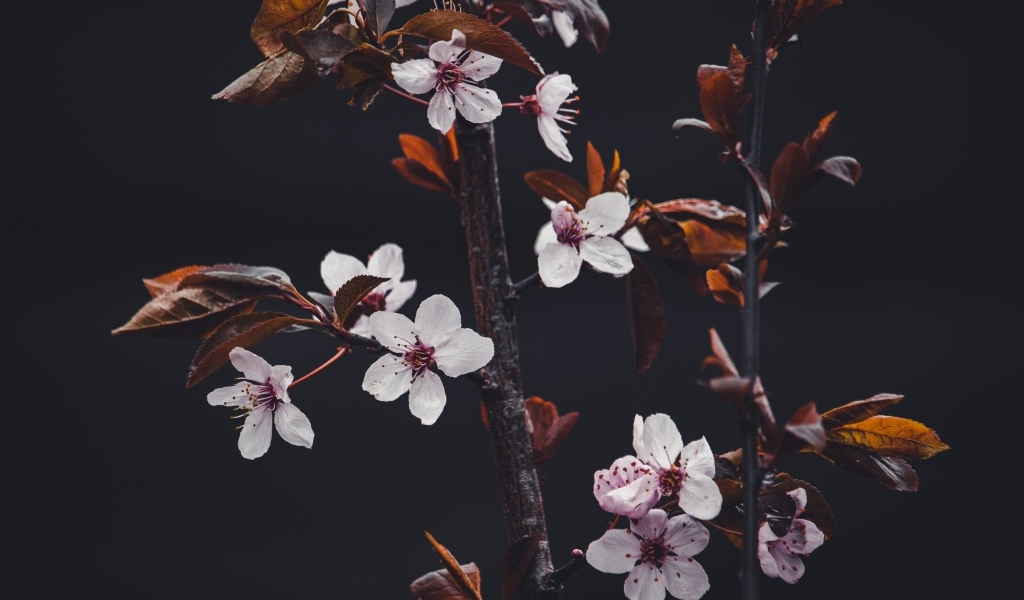 Розовые цветы абрикоса на ветках