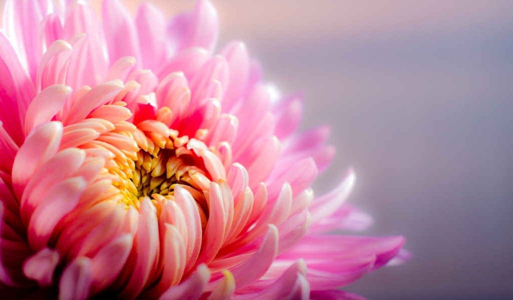 Розовый цветок астры крупным планом