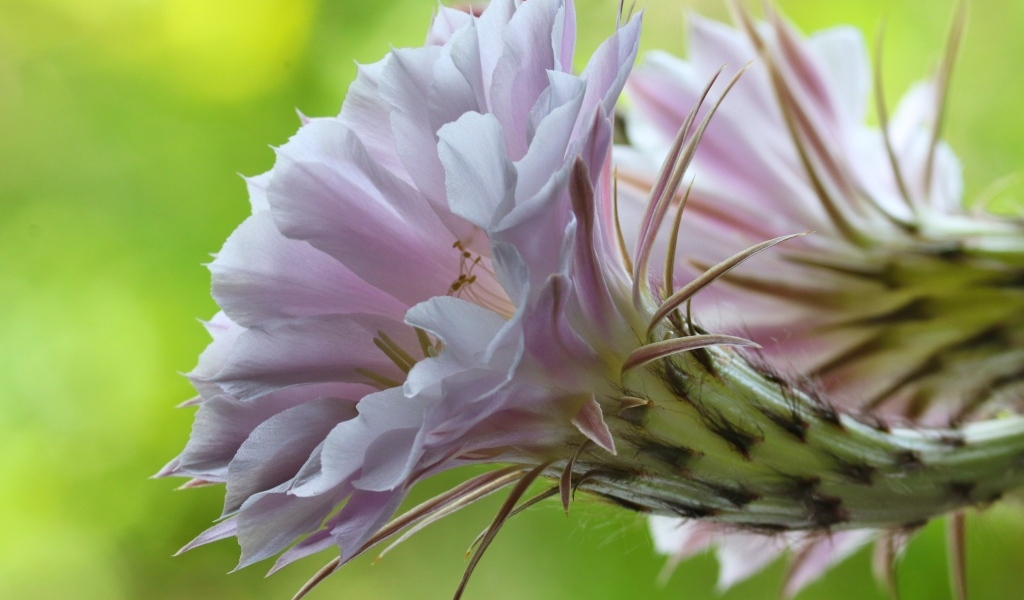 Розовый красивый цветок кактуса эхинопсис