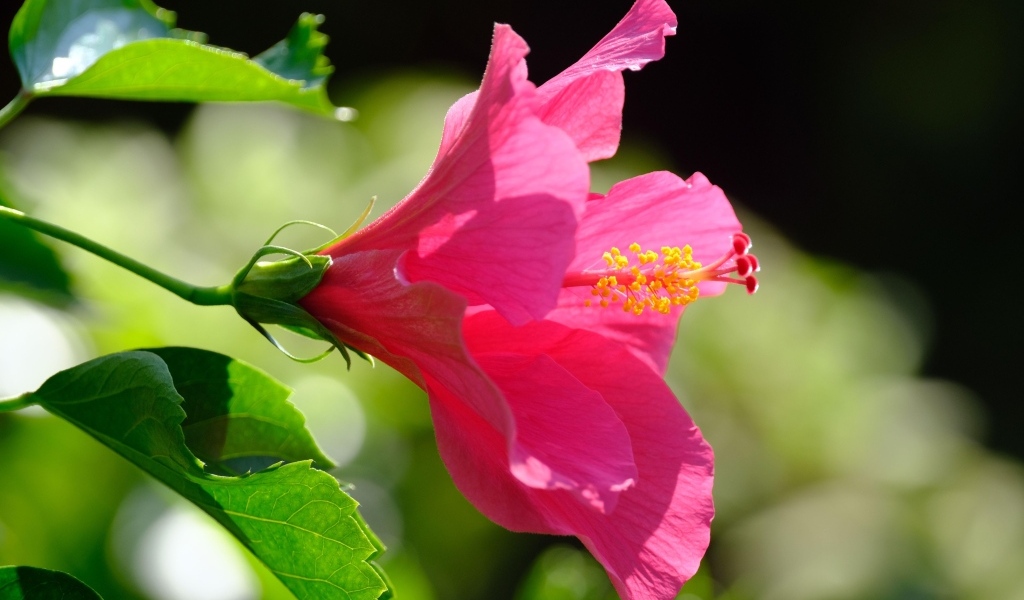 Розовый большой цветок гибискуса