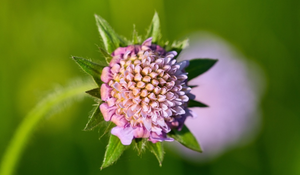Розовый распускающийся цветок клевера
