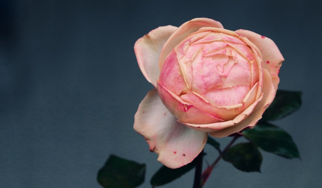 Розовый распускающийся цветок розы на сером фоне