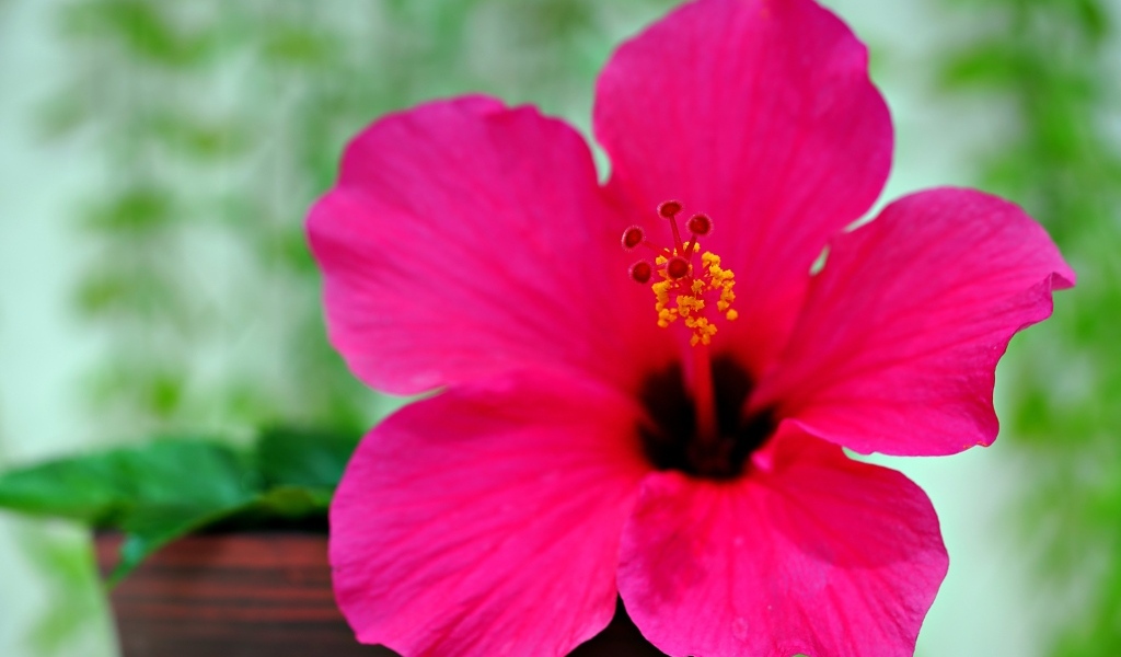 Розовый яркий цветок гибискуса крупным планом