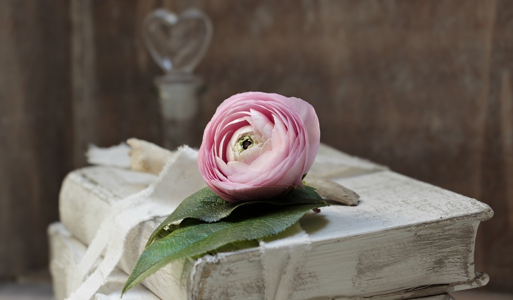 Розовый цветок лютика лежит на старой книге