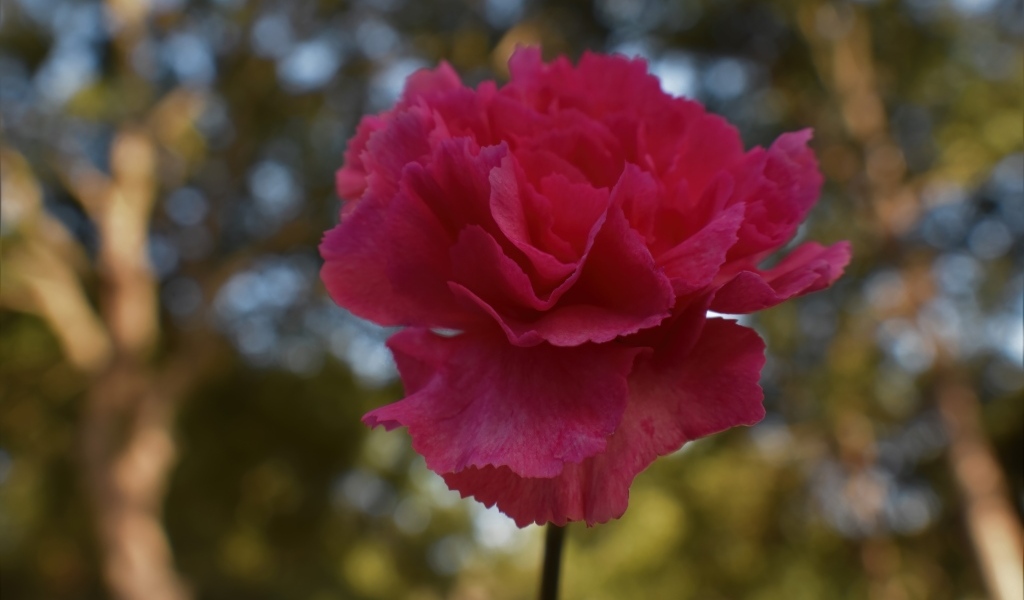 Розовая гвоздика крупным планом