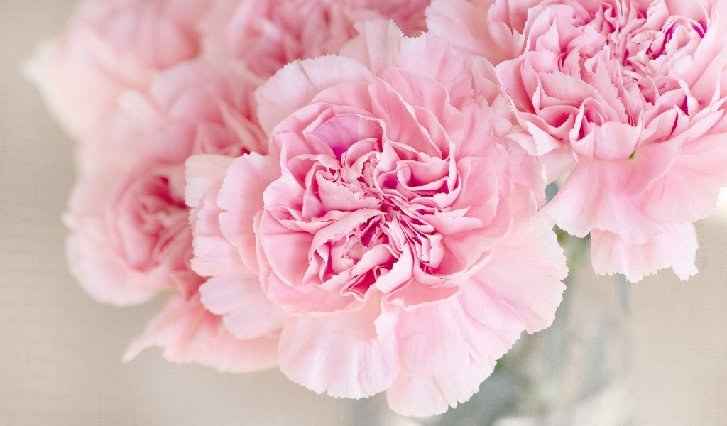 Розовые гвоздики крупным планом