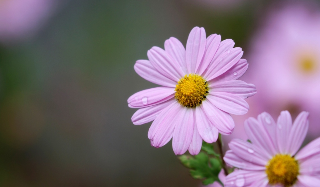 Розовые ромашковидные хризантемы крупным планом