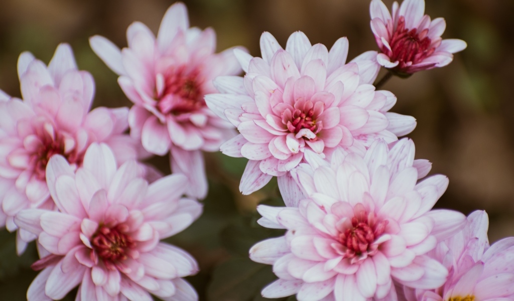 Розовые цветы хризантемы крупным планом