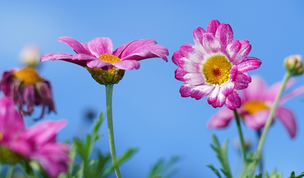 Розовые хризантемы на фоне голубого неба