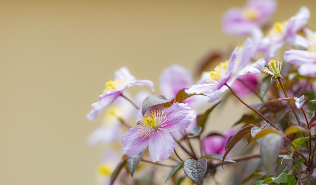 Розовые цветы клематиса на ветке