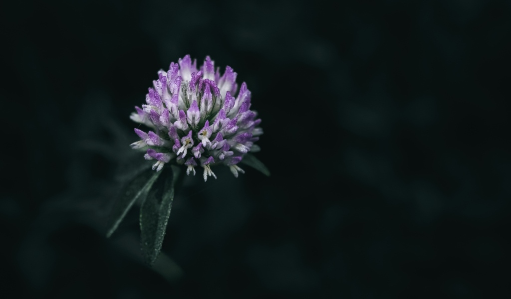 Розовый цветок клевера крупным планом