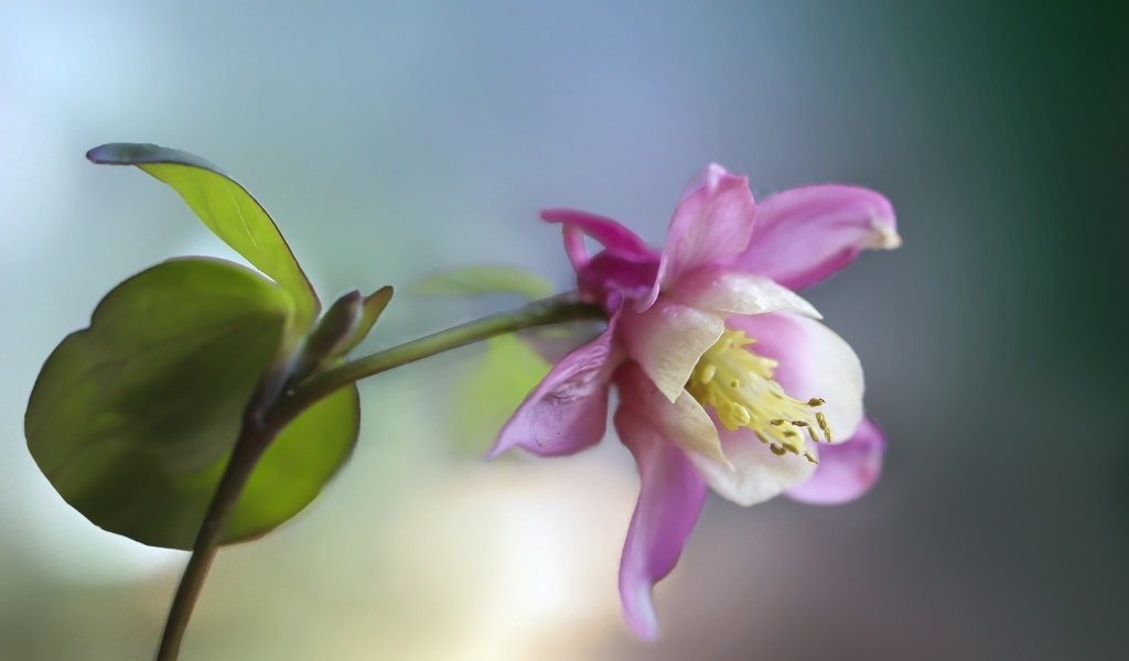 Розовый цветок водосбор крупным планом