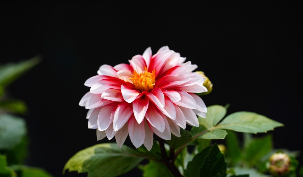 Розовый цветок георгина на черном фоне