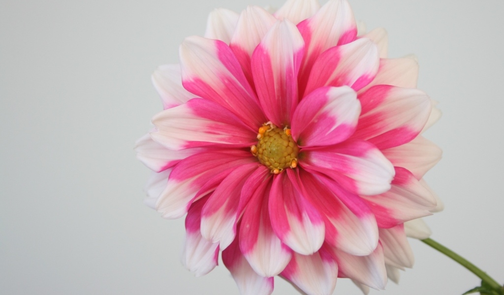 Розовый цветок георгина на сером фоне