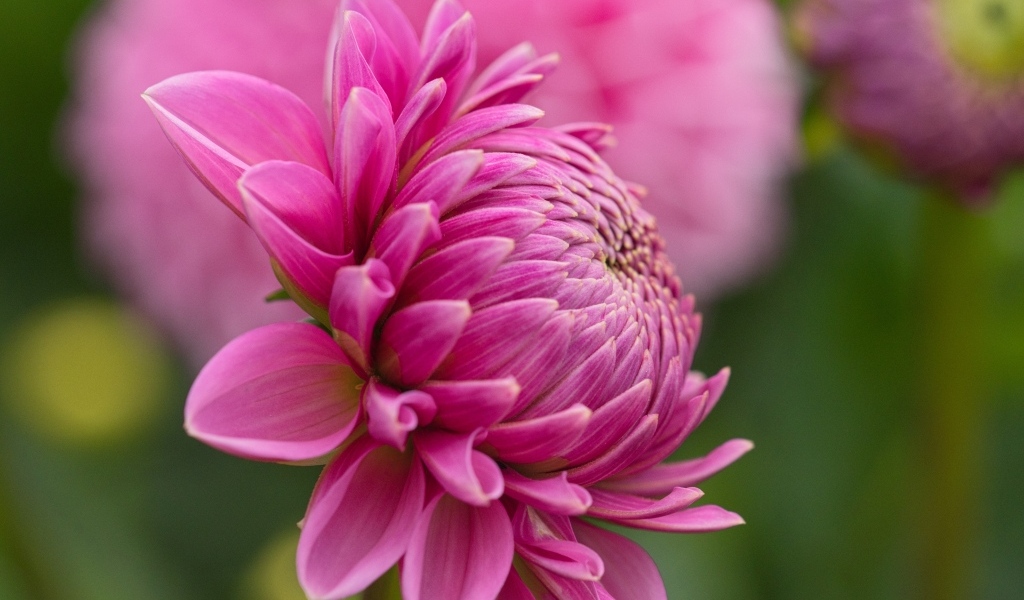 Розовый цветок георгина вид сбоку