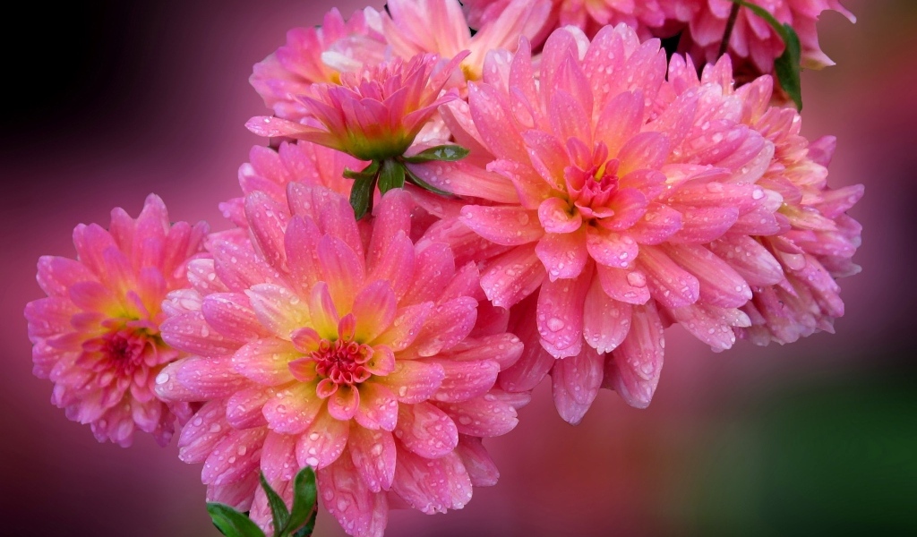 Розовые цветы георгина в каплях росы