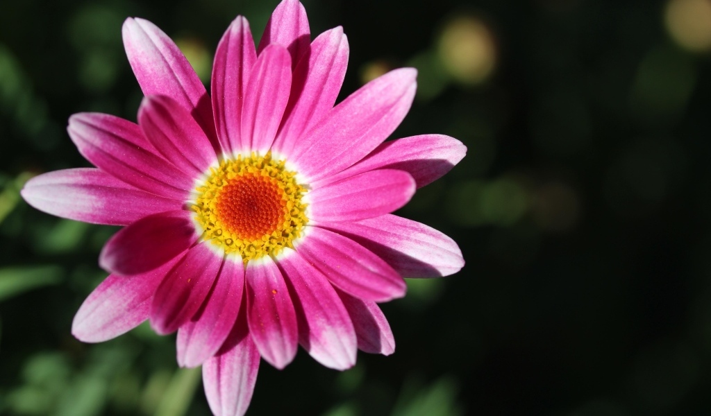 Розовый цветок ромашковидной хризантемы крупным планом