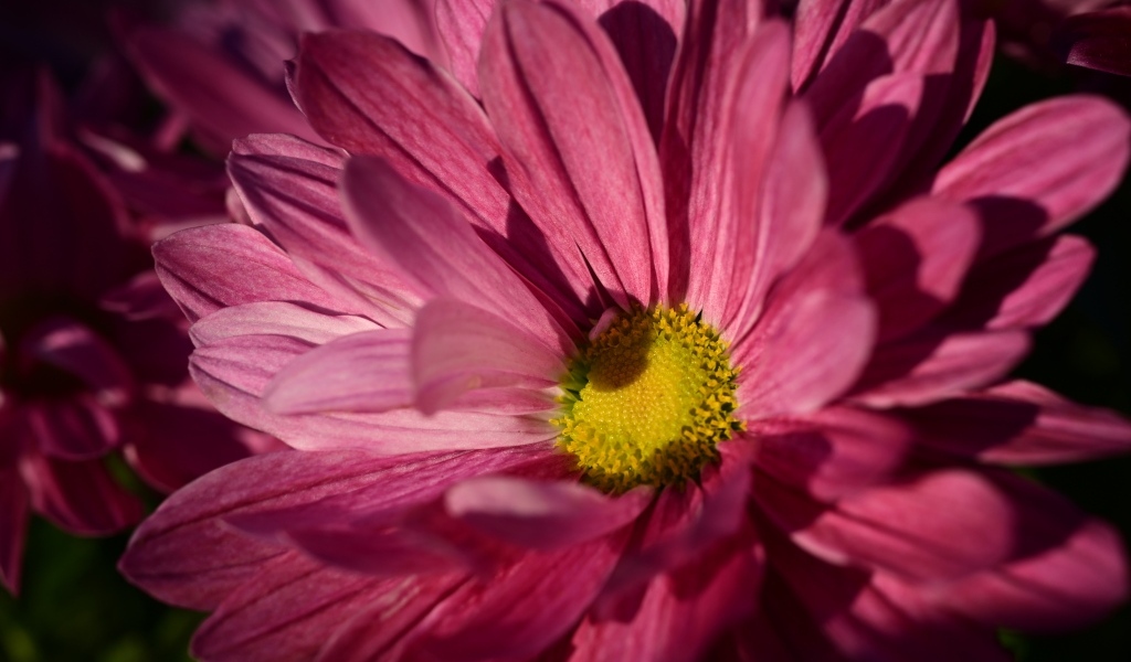 Розовая ромашковидная хризантема с желтой серединкой