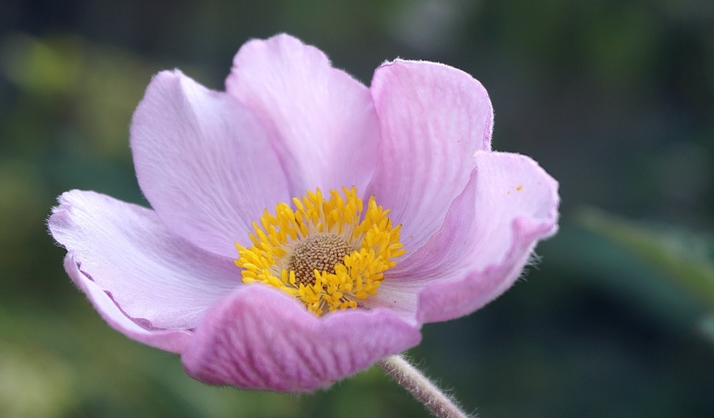 Розовый нежный цветок анемоны крупным планом