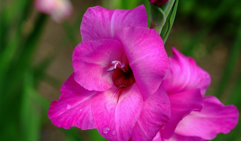 Розовый нежный цветок гладиолуса