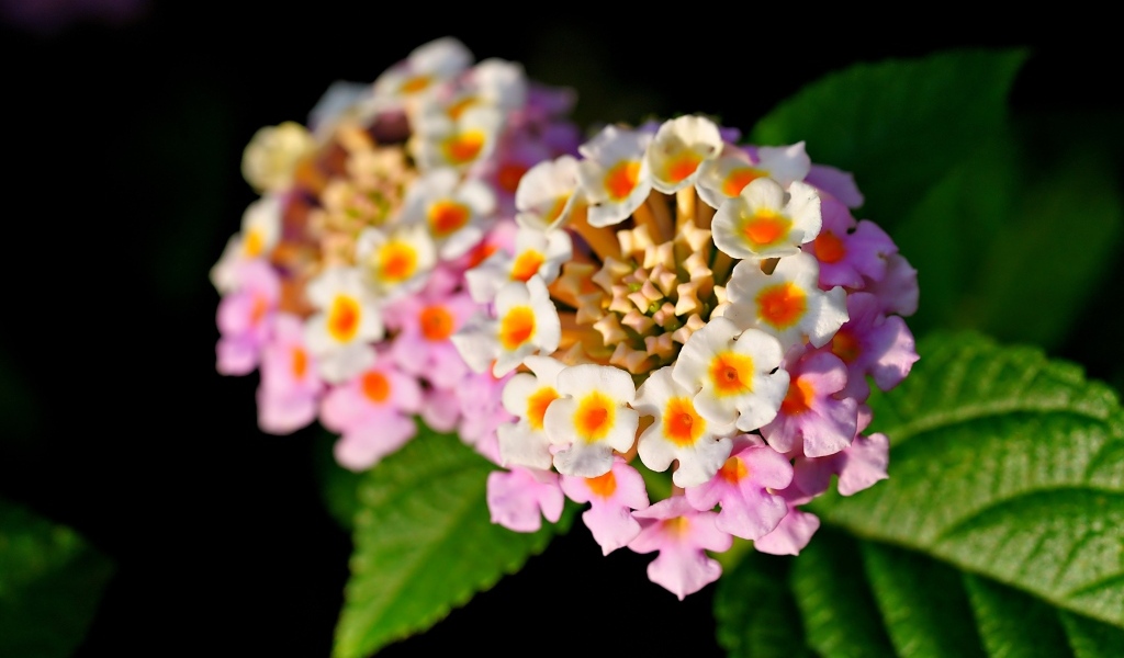 Розовый нежный комнатный цветок лантана