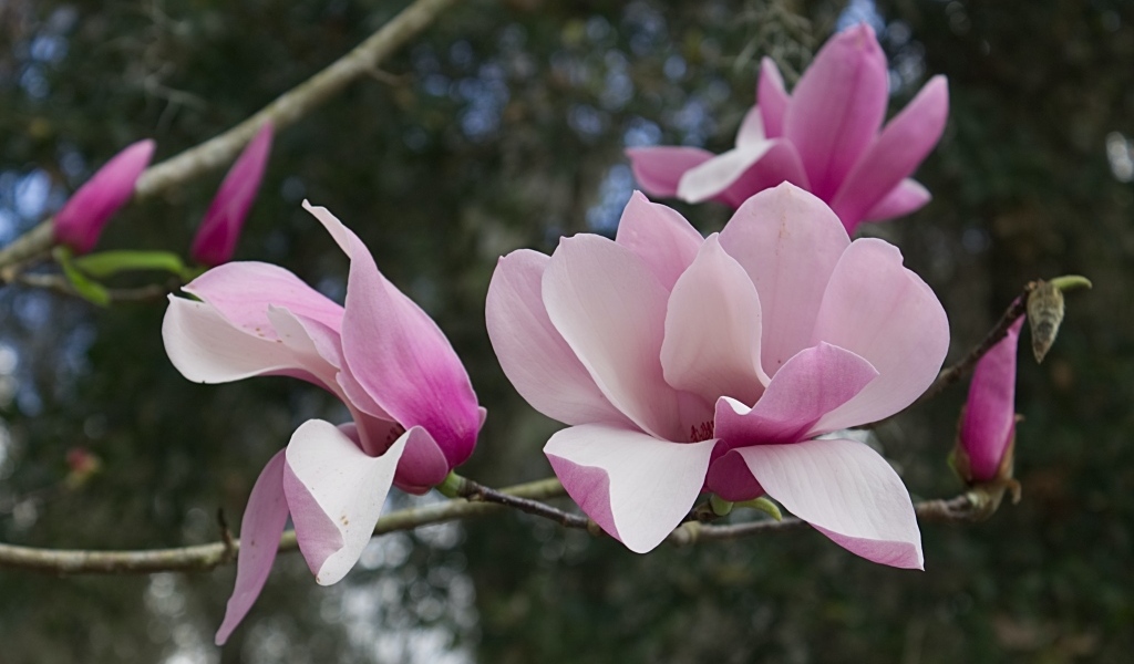 Розовые нежные цветы магнолии на ветке