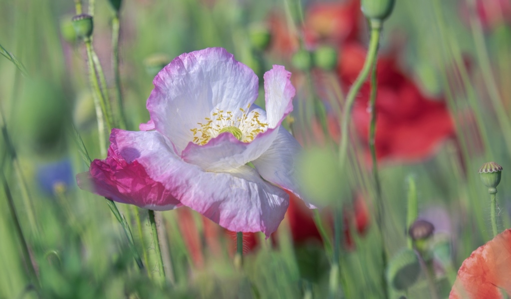 Розовый нежный цветок мака на поле крупным планом