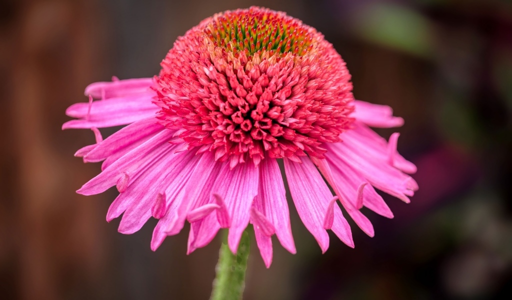 Розовый цветок эхинацеи крупным планом