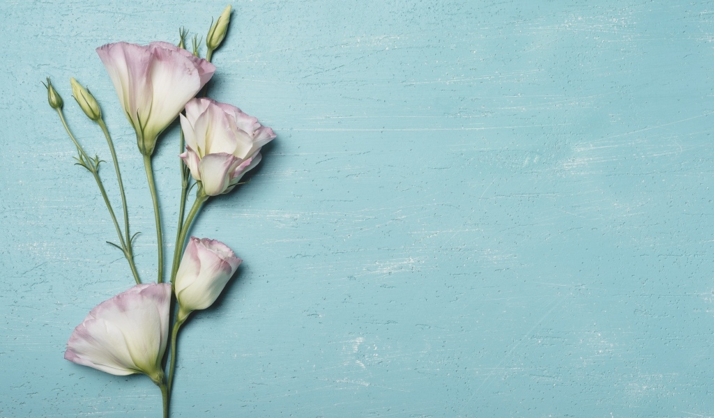 Розовый цветок эустомы на голубом столе