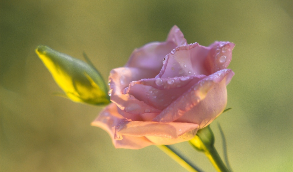 Розовый цветок эустомы с бутоном