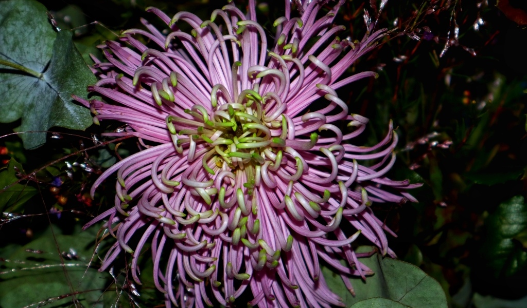 Розовый экзотический цветок крупным планом