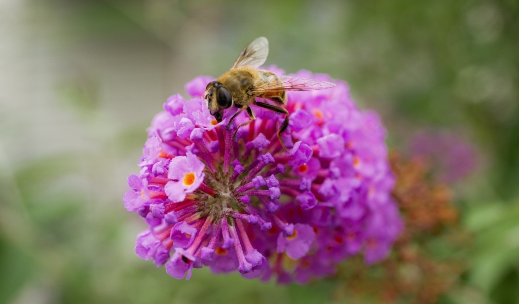 Розовый цветок с пчелой крупным планом