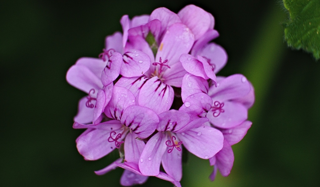 Розовые цветы в каплях росы крупным планом