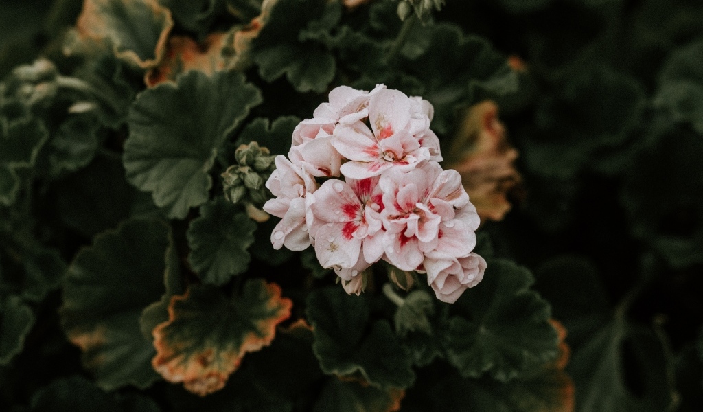 Розовые цветы комнатной герани