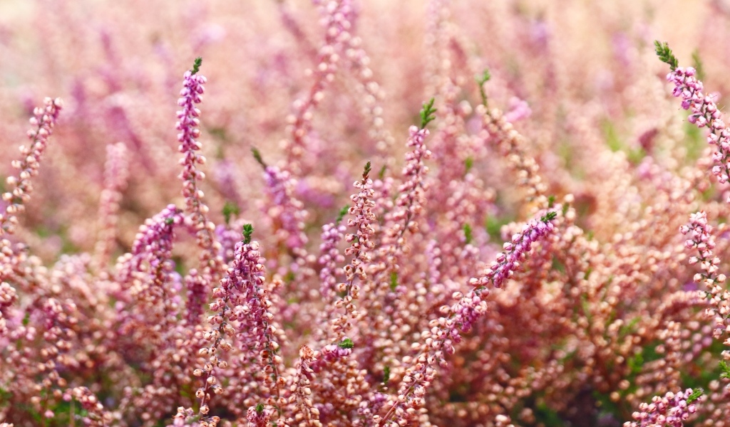 Розовые цветы полевого вереска