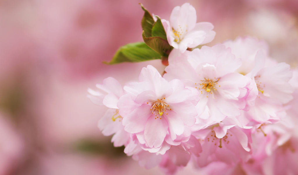 Розовые цветы на ветке с зелеными листьями весной