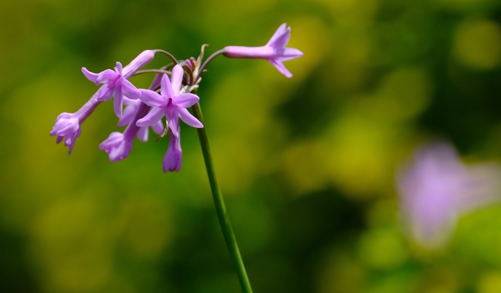Розовые цветы на ветке растения крупным планом