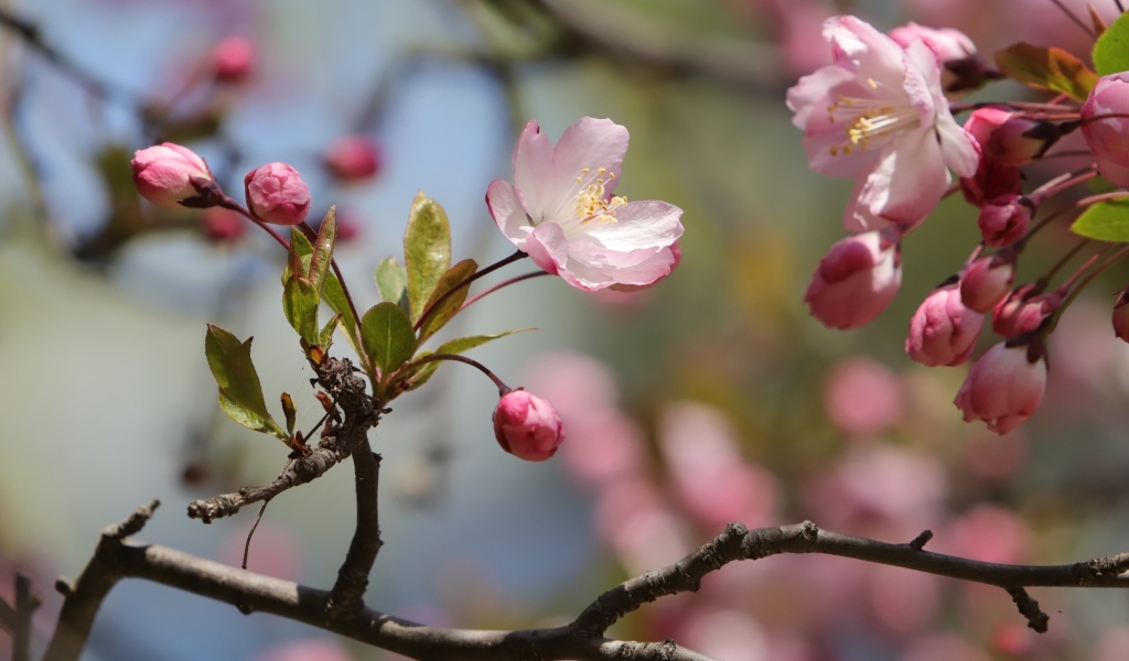 Розовые цветы на ожившем весеннем дереве