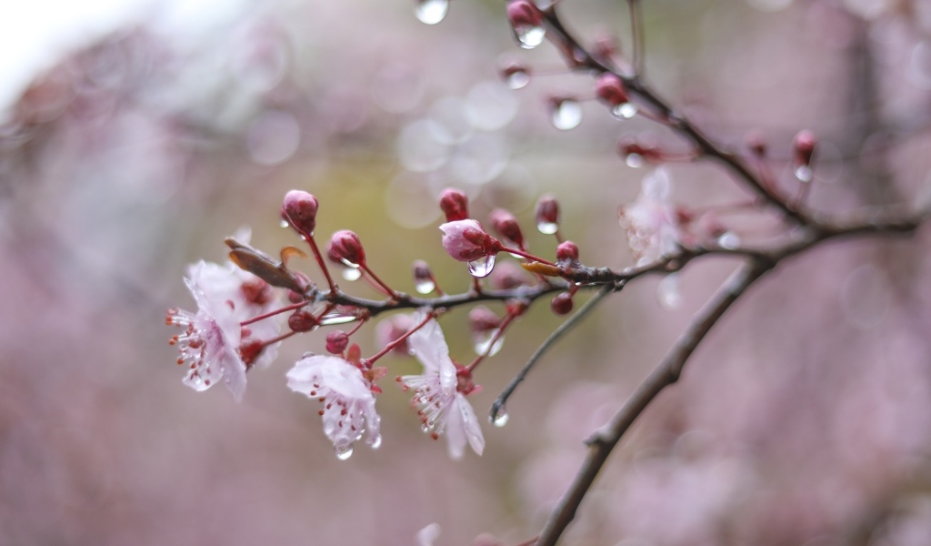 Розовые цветы на ветке дерева в каплях дождя весной