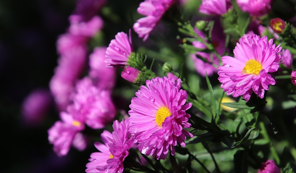 Розовые садовые астры крупным планом