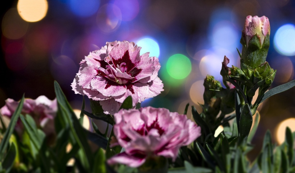 Розовые садовые гвоздики в лучах солнца