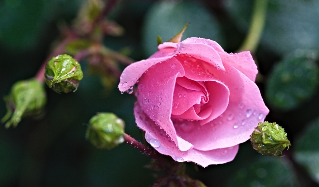 Розовая садовая роза с бутонами в каплях воды
