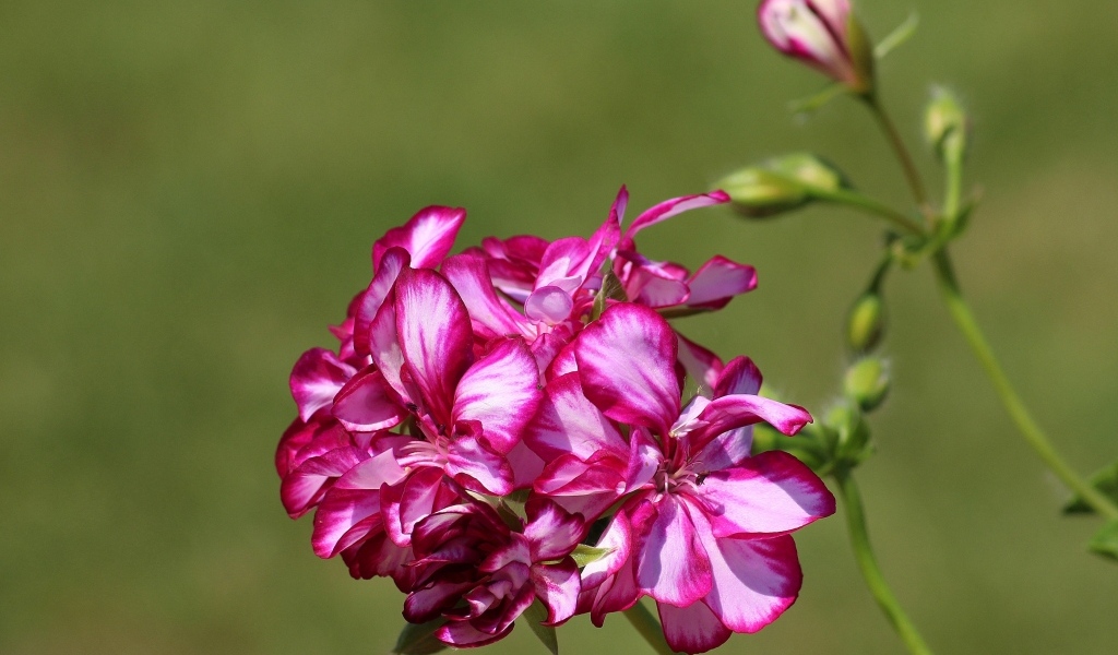 Розовые цветы герани крупным планом