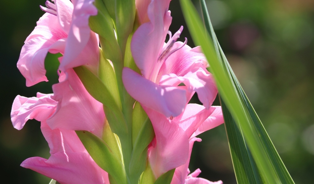 Розовые гладиолусы  с зелеными листьями крупным планом