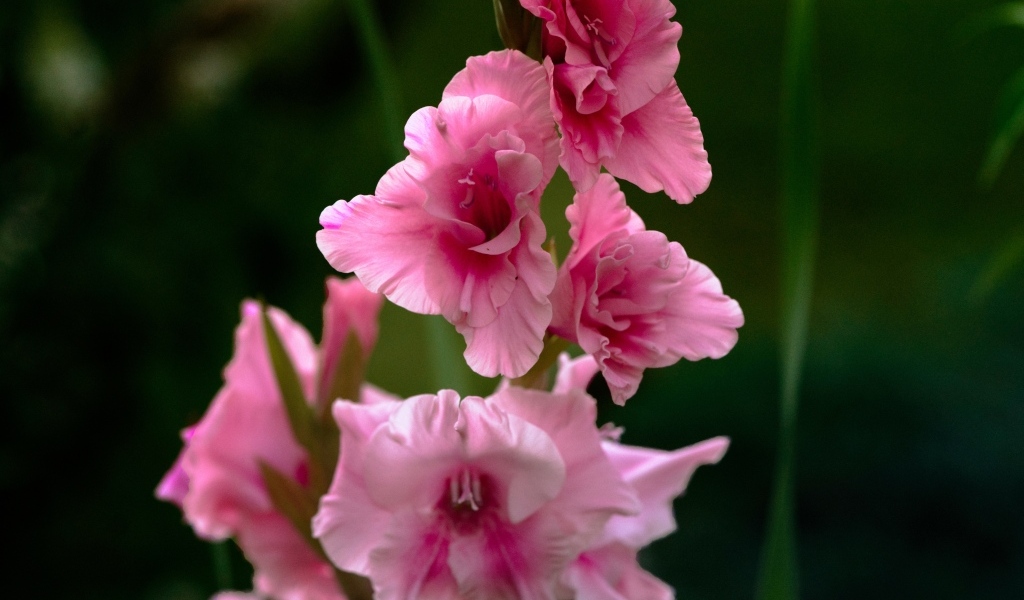 Розовые цветы гладиолуса крупным планом