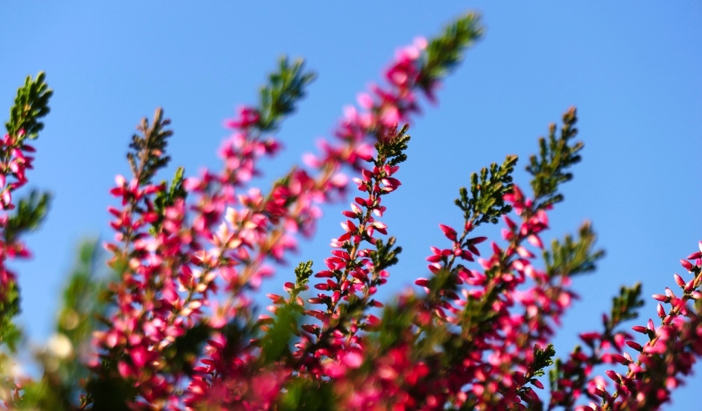 Розовый вереск на фоне голубого неба
