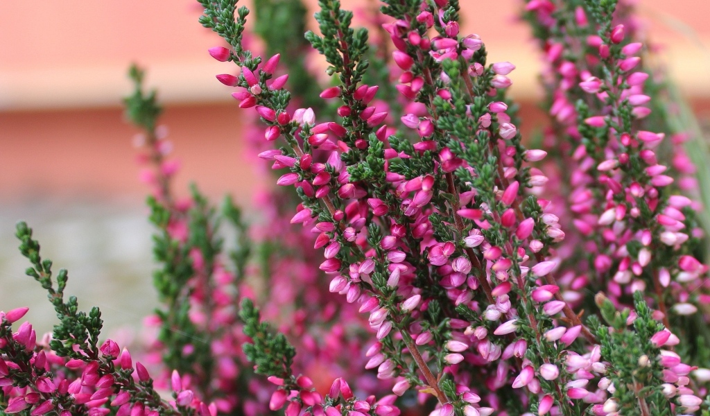 Розовые цветы вереска крупным планом